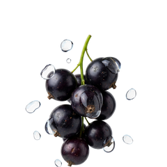 experiment1184-pdp-lite-cassis-pod-3-pcs
